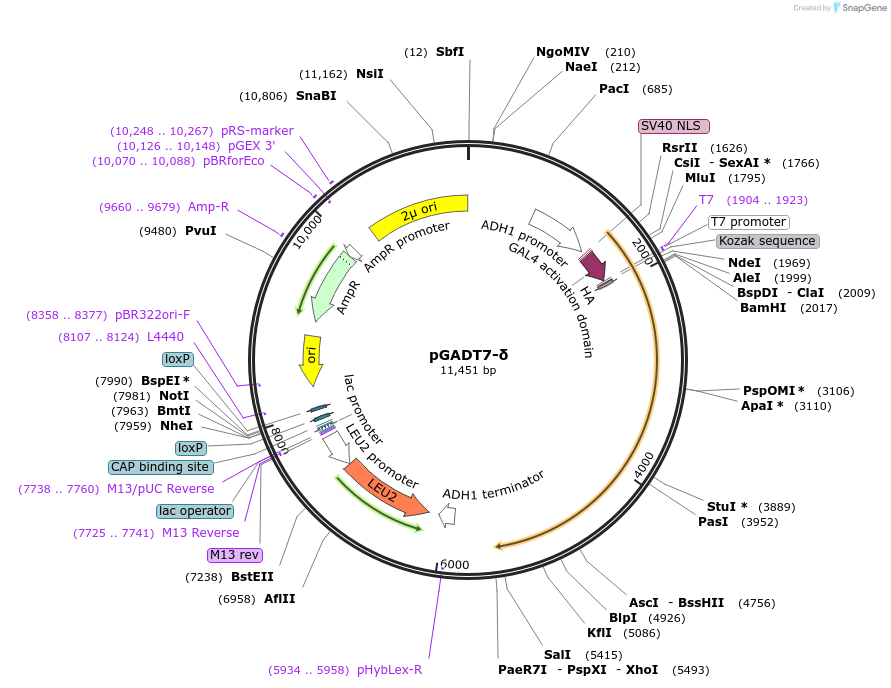 197259-plasmid-map-sequence-id-387016