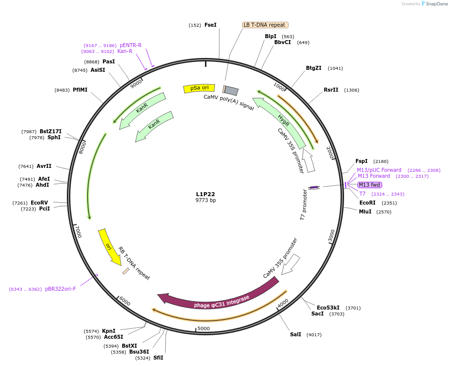 195925-plasmid-map-sequence-id-387017