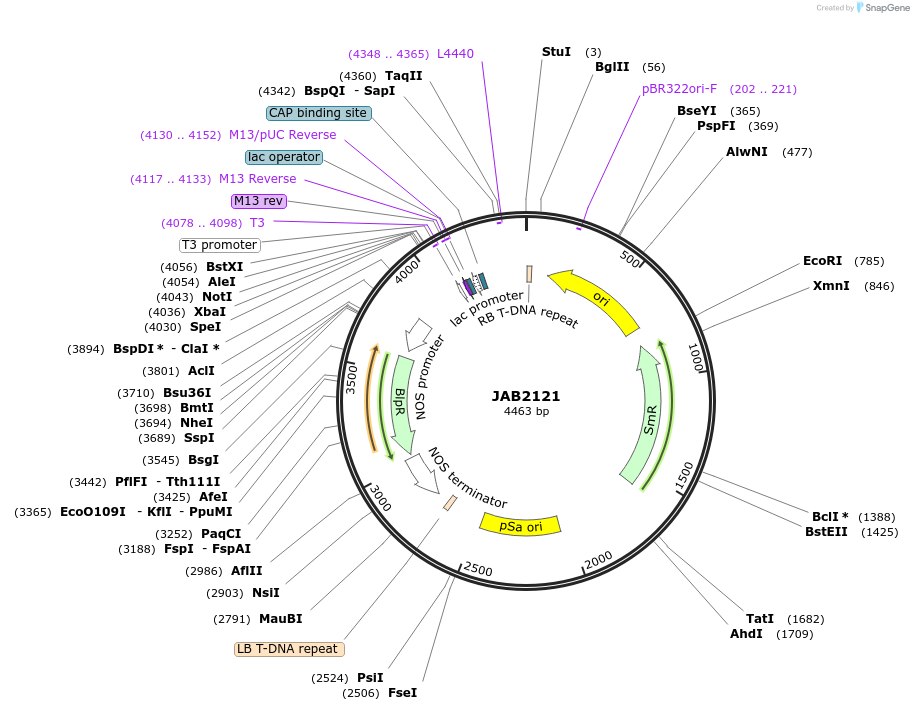 190343-plasmid-map-sequence-id-387021