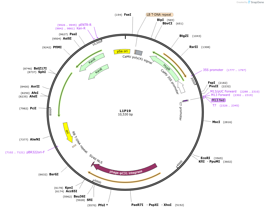 195924-plasmid-map-sequence-id-387022