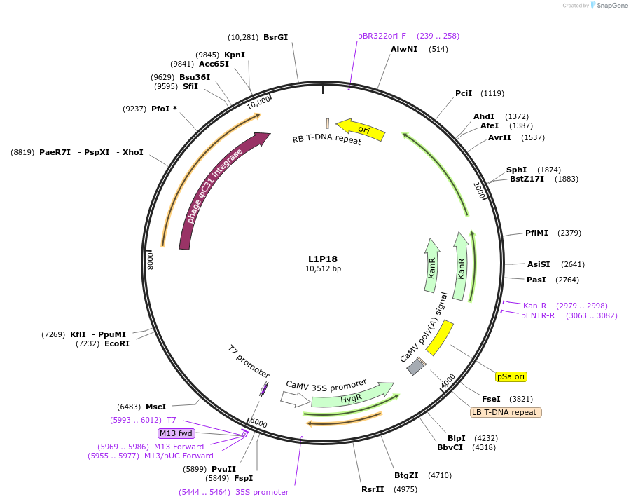 195923-plasmid-map-sequence-id-387024