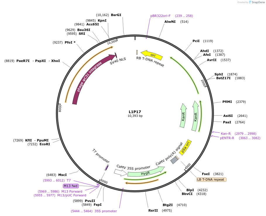 195922-plasmid-map-sequence-id-387026