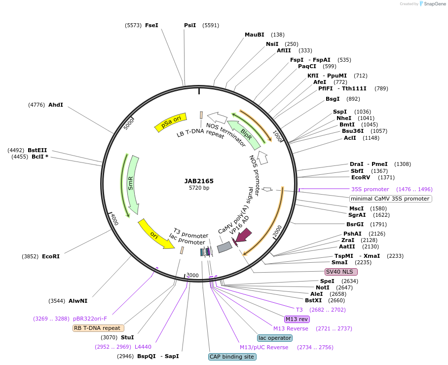 190348-plasmid-map-sequence-id-387029