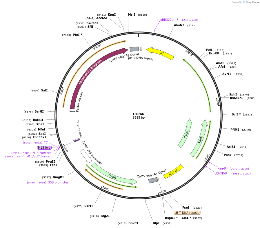 195933-plasmid-map-sequence-id-387031
