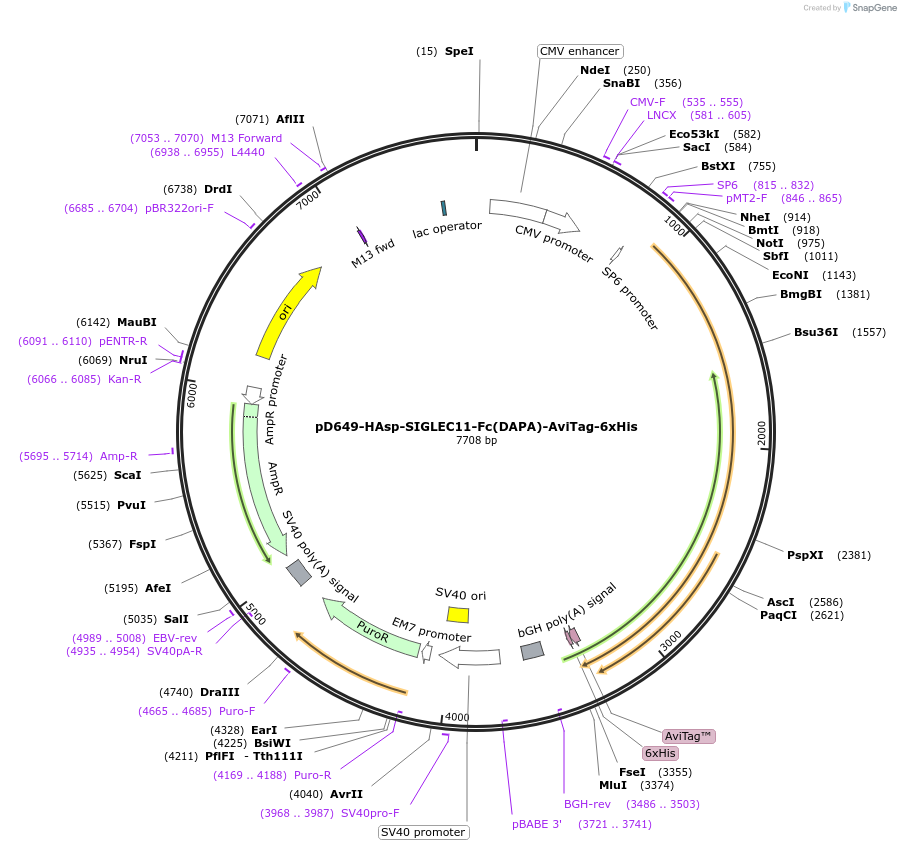 156907-plasmid-map-sequence-id-387048