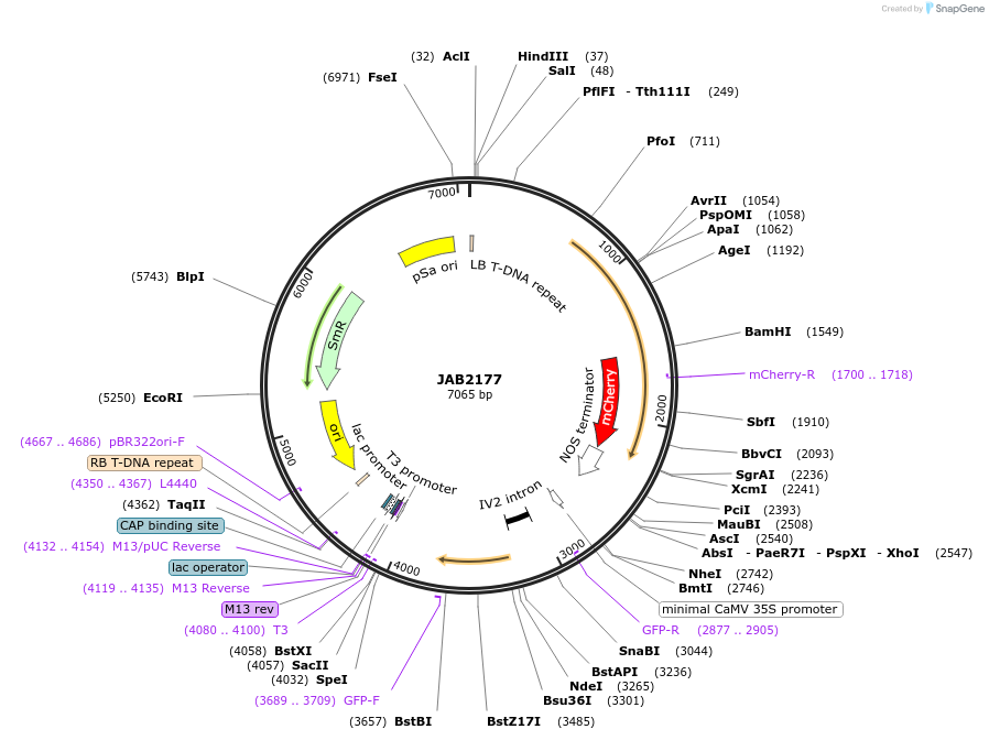 190350-plasmid-map-sequence-id-387067
