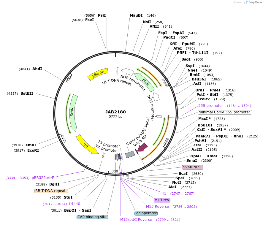 190353-plasmid-map-sequence-id-387071