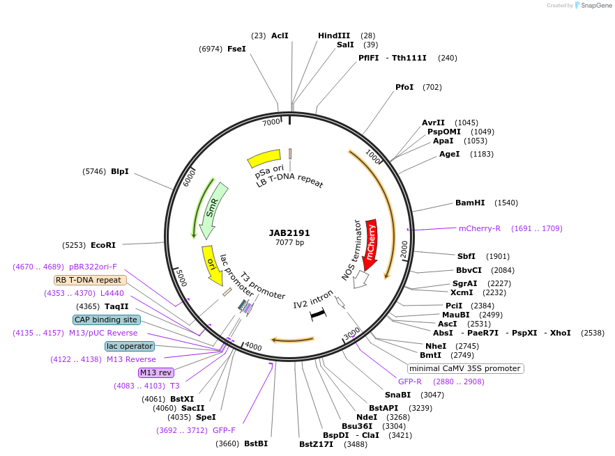 190355-plasmid-map-sequence-id-387072
