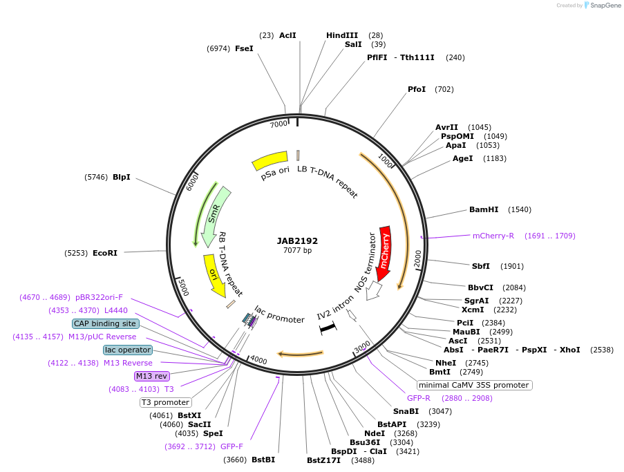 190356-plasmid-map-sequence-id-387074