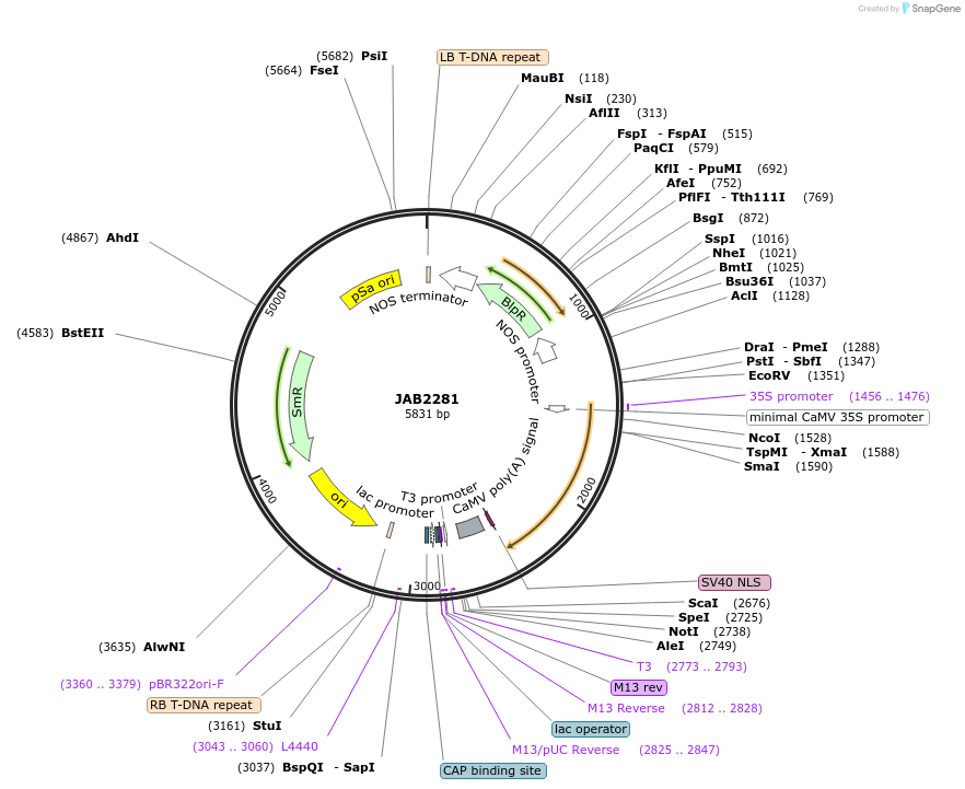 190362-plasmid-map-sequence-id-387078