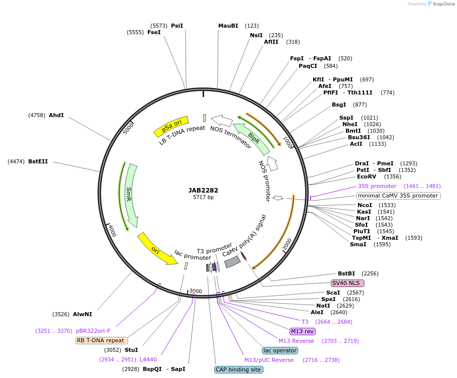 190363-plasmid-map-sequence-id-387079