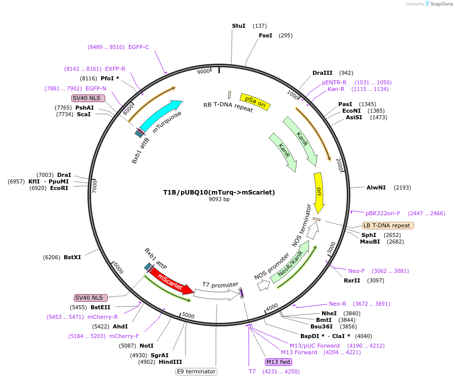 195946-plasmid-map-sequence-id-387084