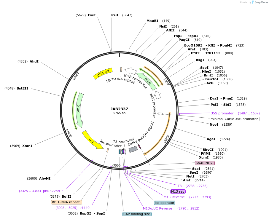 190367-plasmid-map-sequence-id-387086