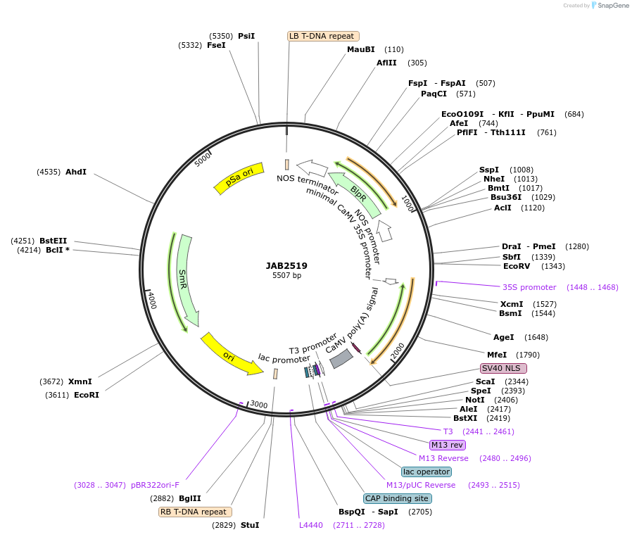 190385-plasmid-map-sequence-id-387097