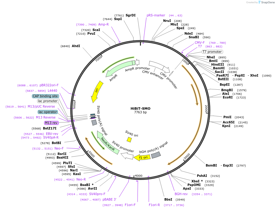 195851-plasmid-map-sequence-id-387100
