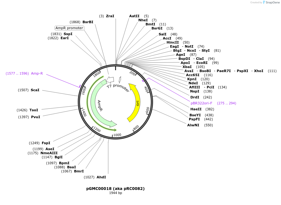 195320-plasmid-map-sequence-id-387102
