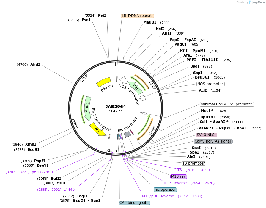 190398-plasmid-map-sequence-id-387106