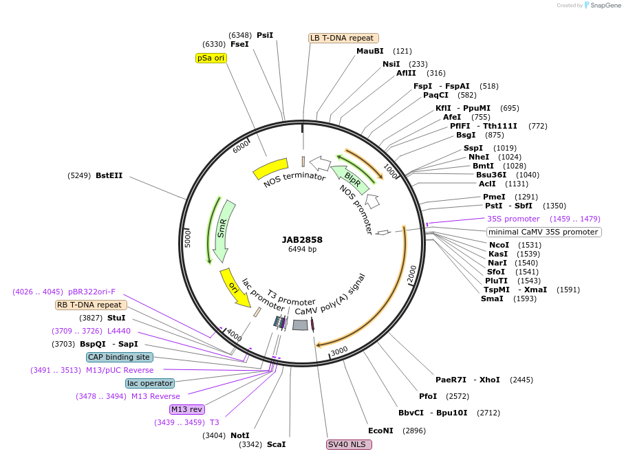 190394-plasmid-map-sequence-id-387110