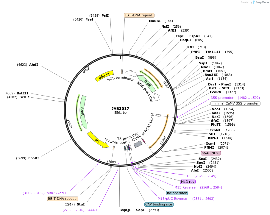 190399-plasmid-map-sequence-id-387112
