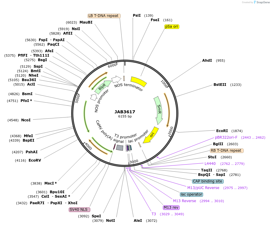 190427-plasmid-map-sequence-id-387116