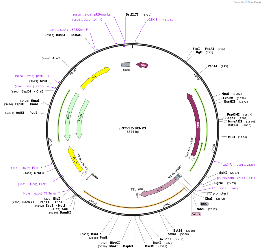 196357-plasmid-map-sequence-id-387118