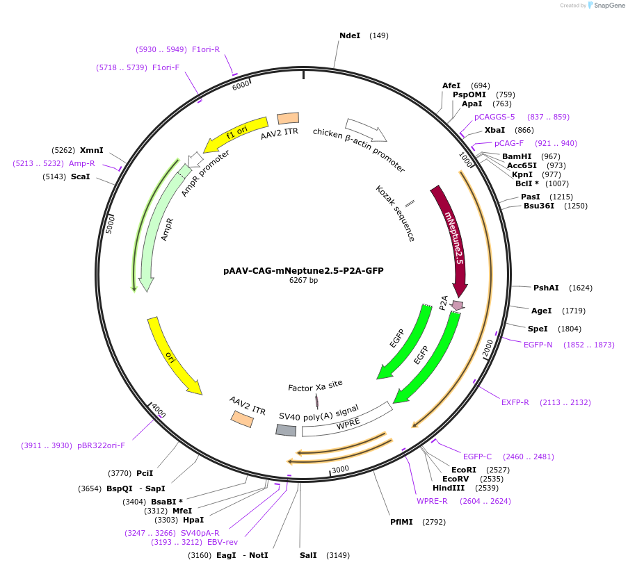 197156-plasmid-map-sequence-id-387123