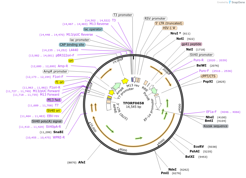 143722-plasmid-map-sequence-id-387129