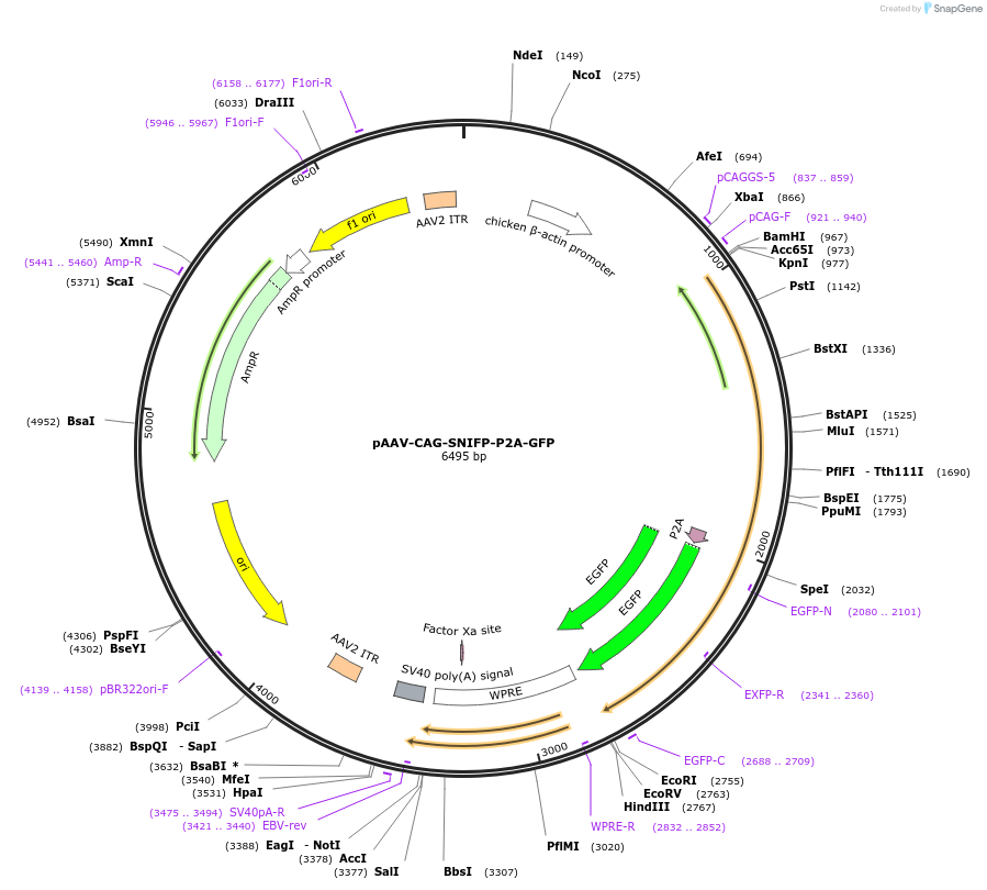 197157-plasmid-map-sequence-id-387130