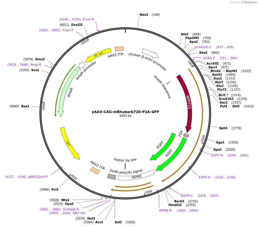 197159-plasmid-map-sequence-id-387131