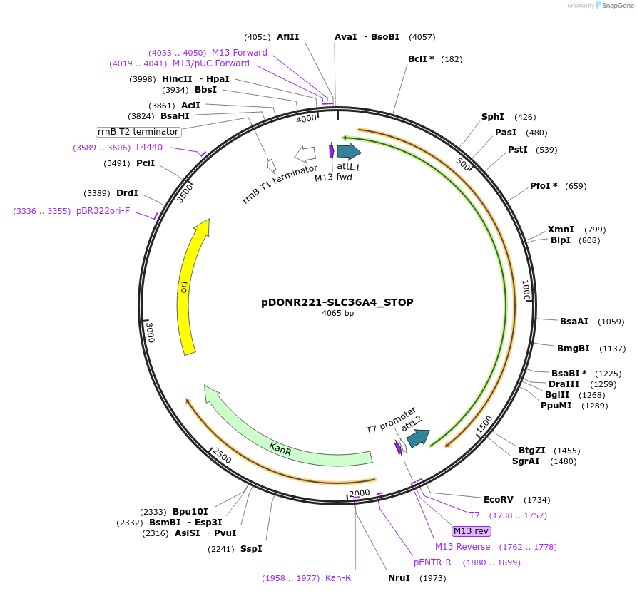 161309-plasmid-map-sequence-id-387142