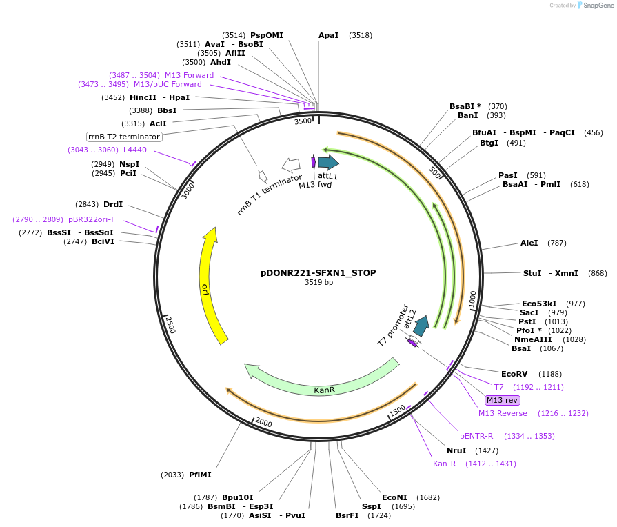 161477-plasmid-map-sequence-id-387143