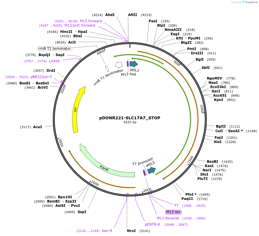 161126-plasmid-map-sequence-id-387144