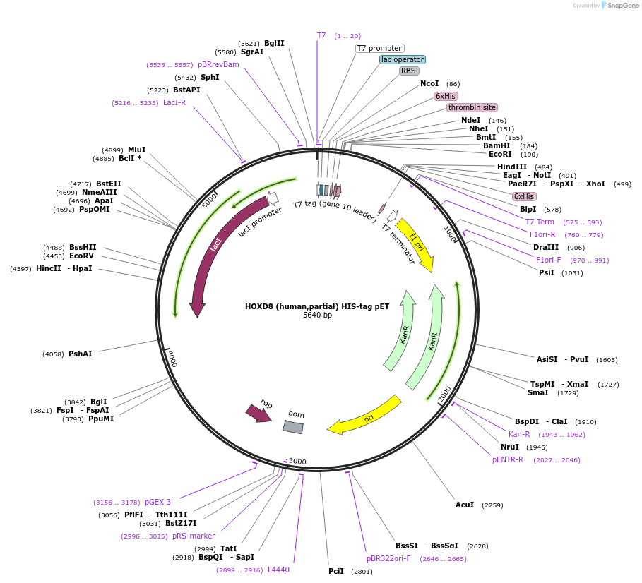 8569-plasmid-map-sequence-id-387145