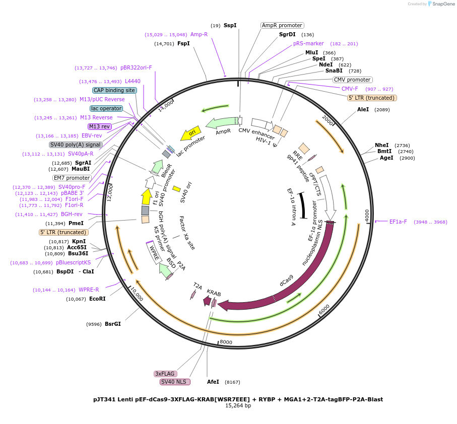 195540-plasmid-map-sequence-id-387166