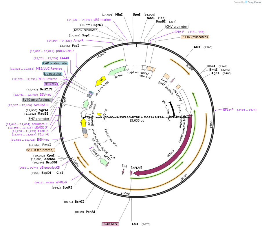 195541-plasmid-map-sequence-id-387188