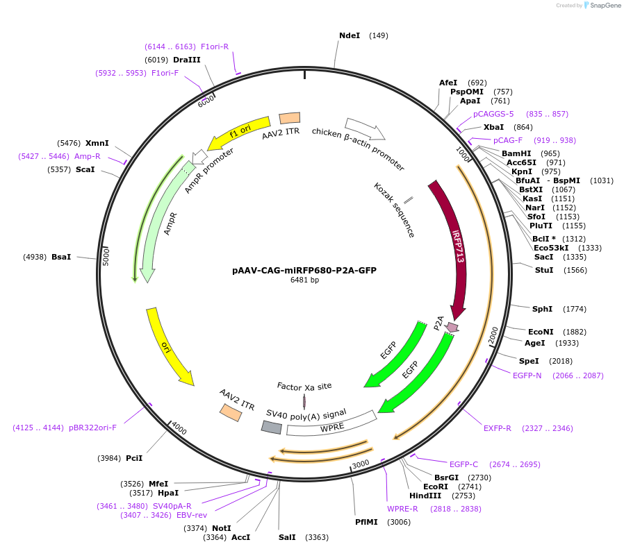 197164-plasmid-map-sequence-id-387191