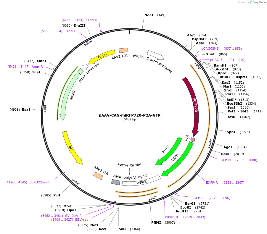 197165-plasmid-map-sequence-id-387192