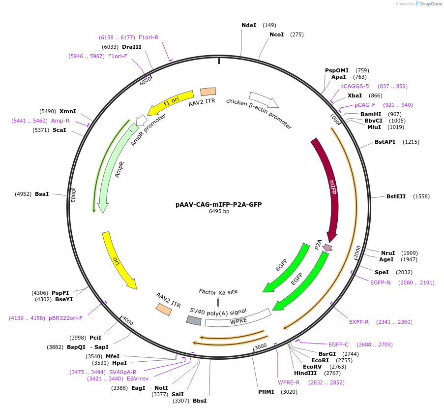 197168-plasmid-map-sequence-id-387200