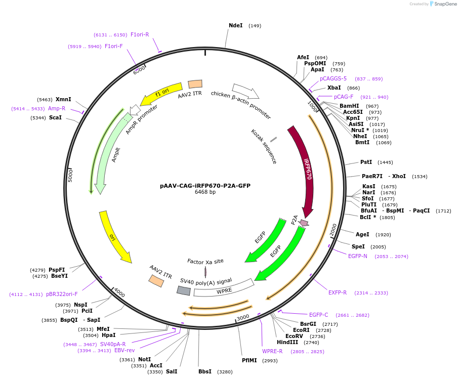 197169-plasmid-map-sequence-id-387202
