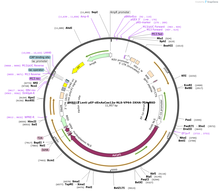 195547-plasmid-map-sequence-id-387210