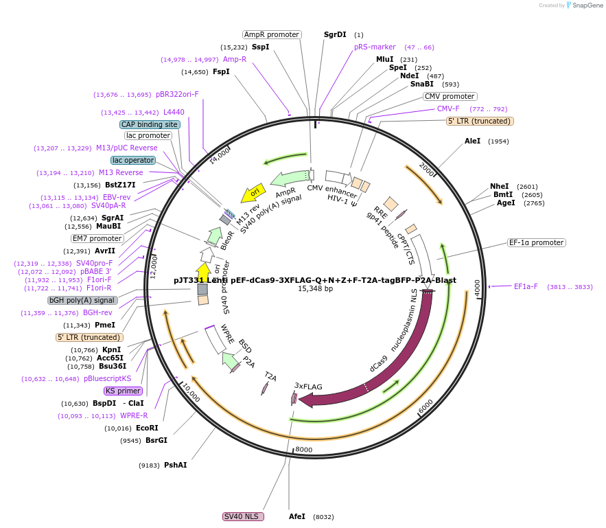 195538-plasmid-map-sequence-id-387213