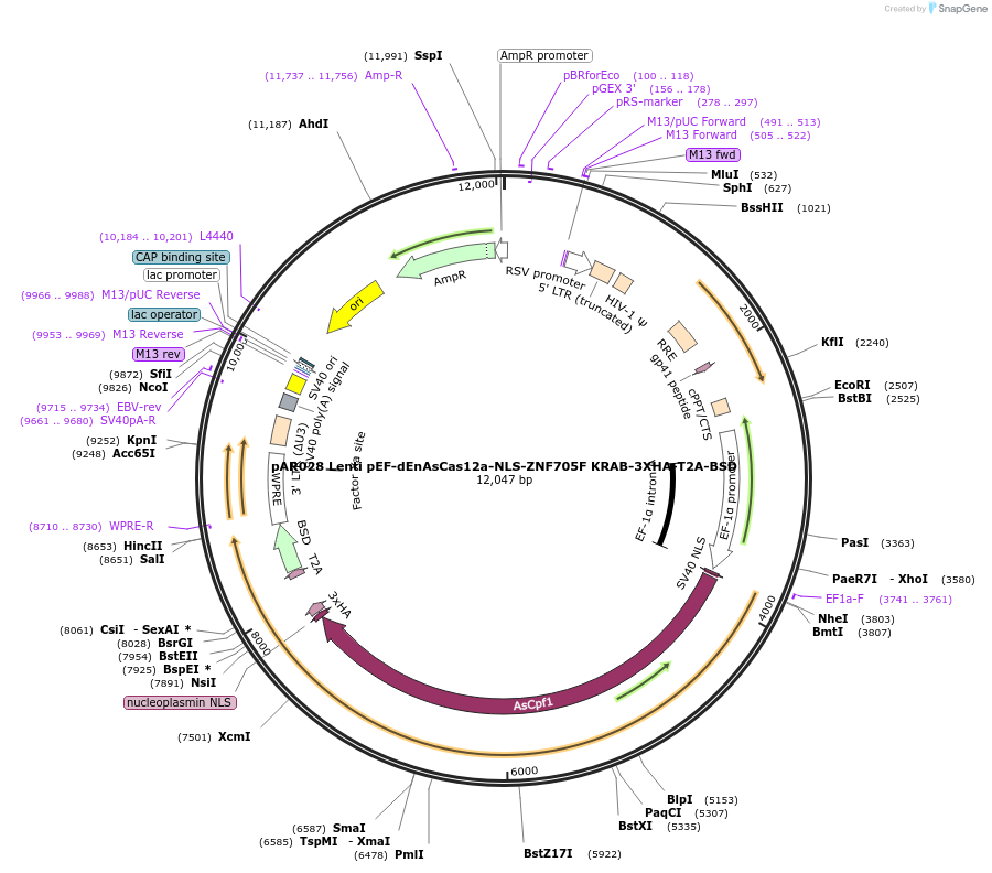 195545-plasmid-map-sequence-id-387216