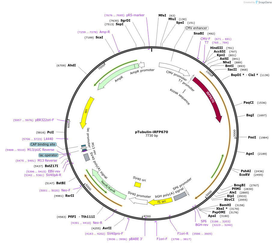 197237-plasmid-map-sequence-id-387218