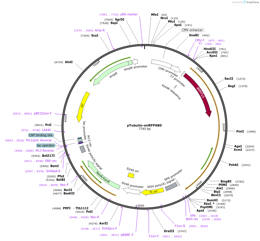197239-plasmid-map-sequence-id-387220