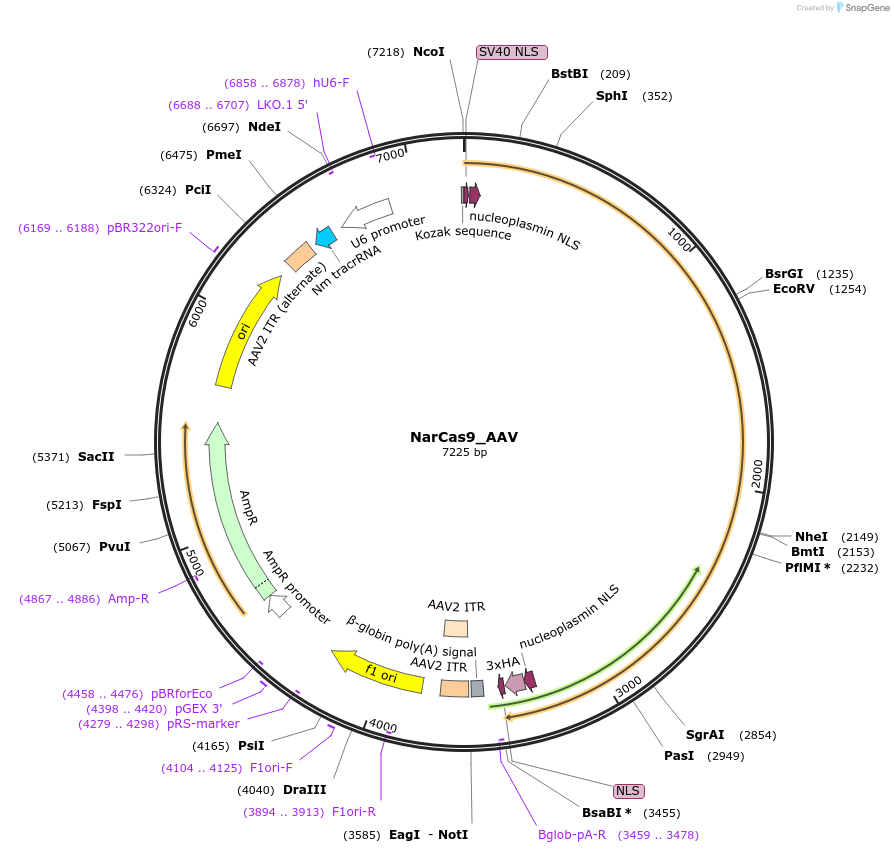 192145-plasmid-map-sequence-id-387237
