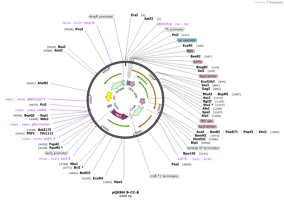 196479-plasmid-map-sequence-id-387244