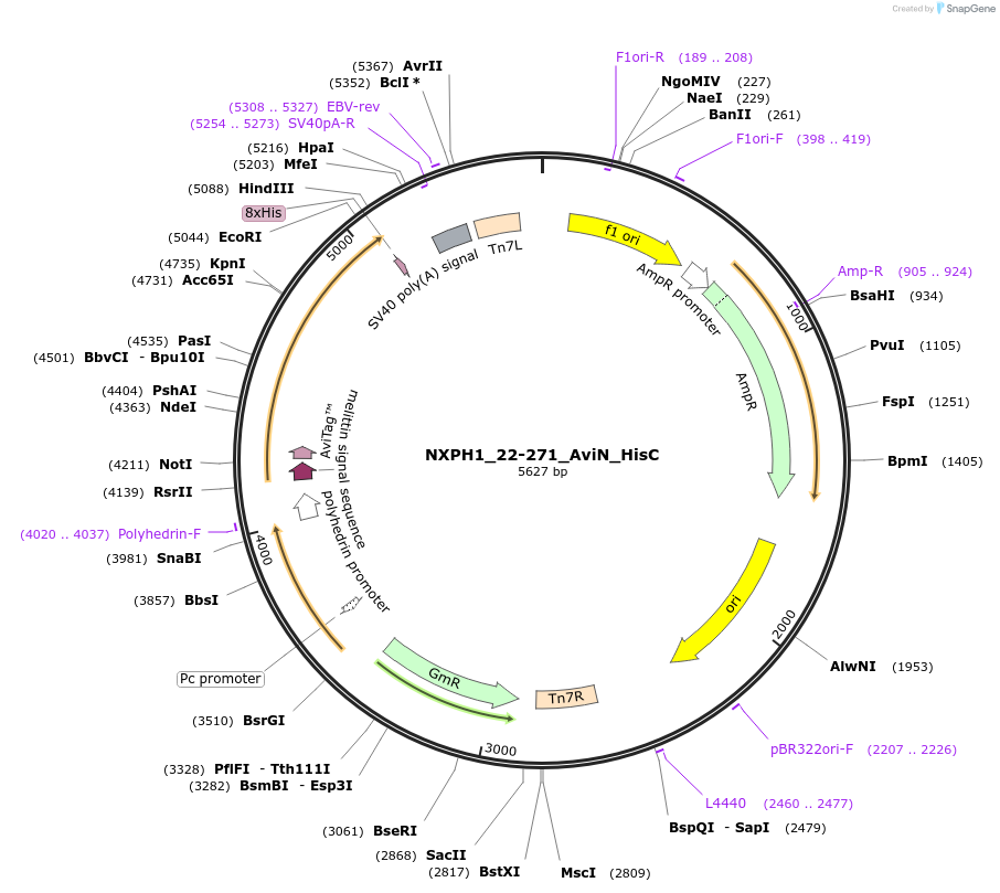 195872-plasmid-map-sequence-id-387247