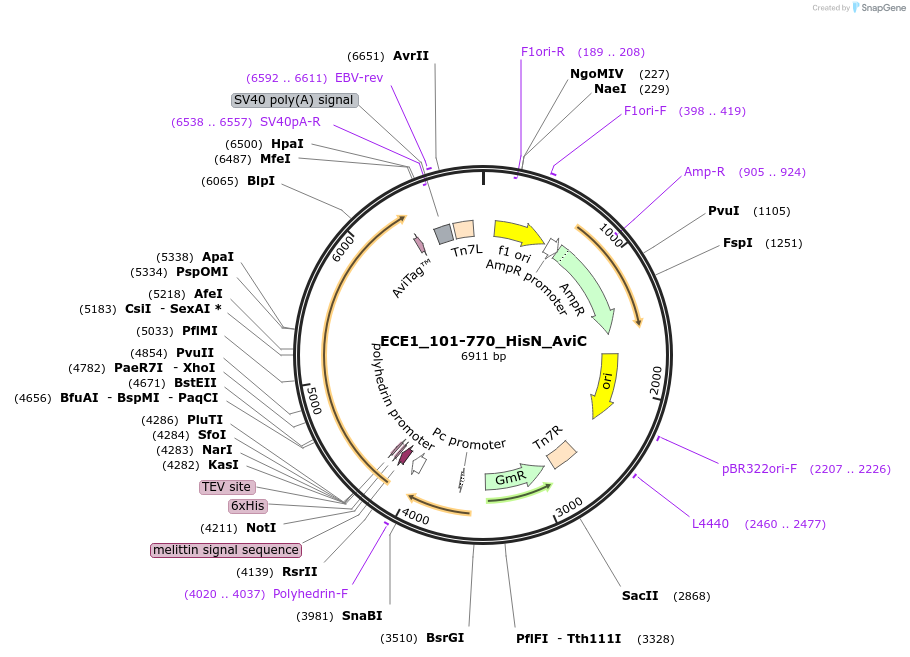 195875-plasmid-map-sequence-id-387251
