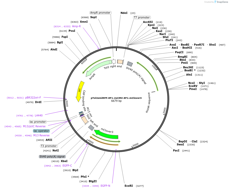 196112-plasmid-map-sequence-id-387257