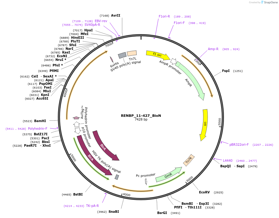195869-plasmid-map-sequence-id-387258